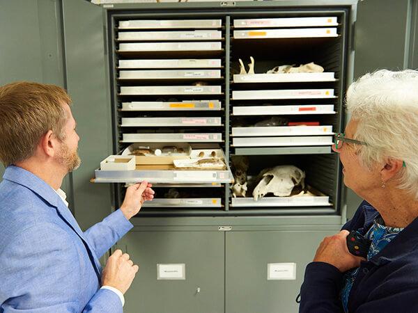 Professor Tim McCay explores a tray in the collections of the Museum of the Chenango Valley and George R. Cooley Herbarium.