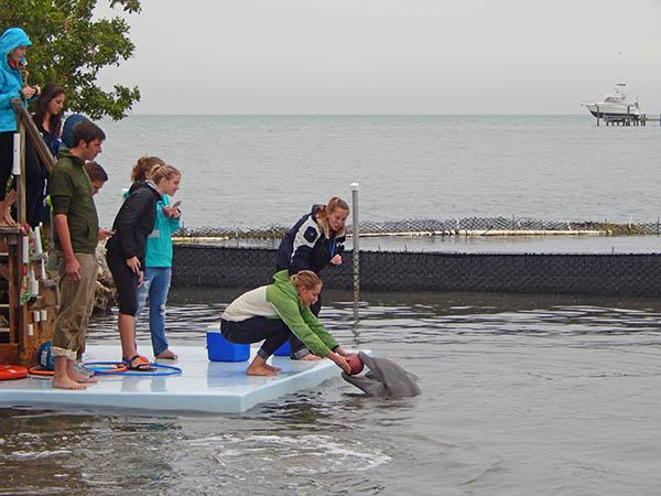 Colgate biology students work with a bottlenose dolphin in Florida under the direction of Professor Krista Ingram.