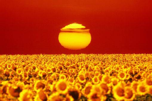 Sunset over field of sunflowers