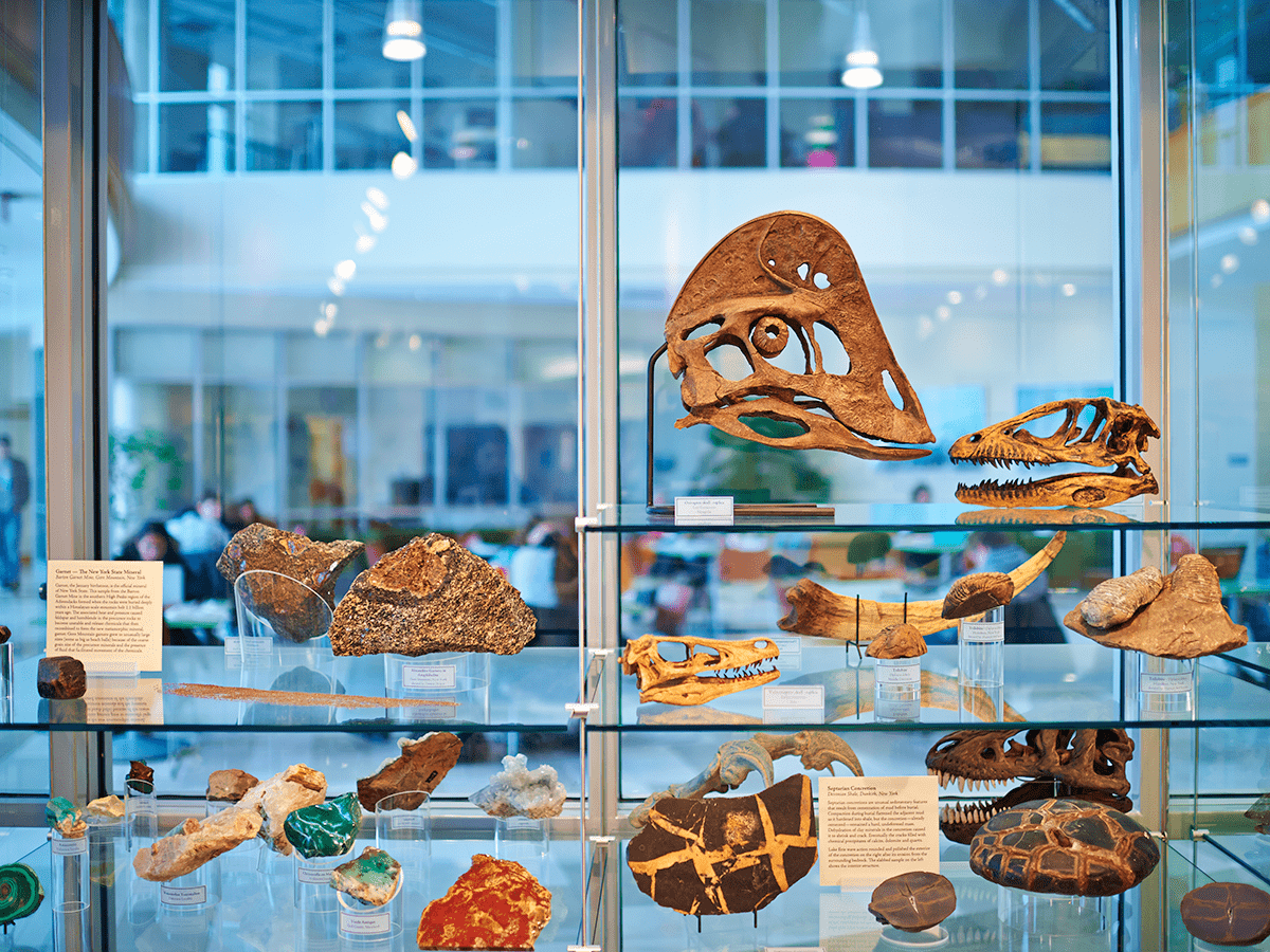 A display of minerals and fossils at the Linsley museum