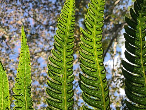 Ferns outside in the sunshine.