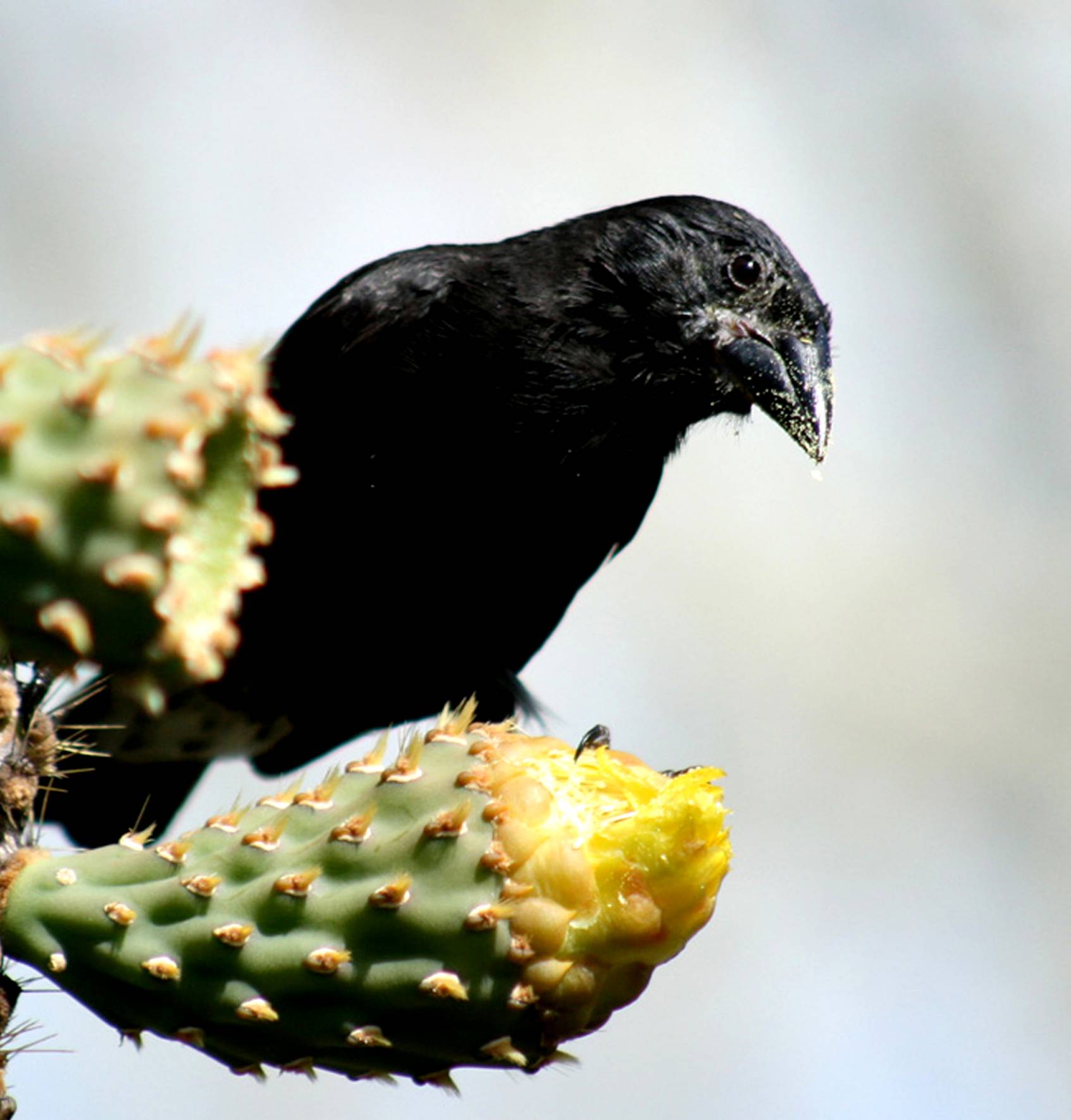 finch image