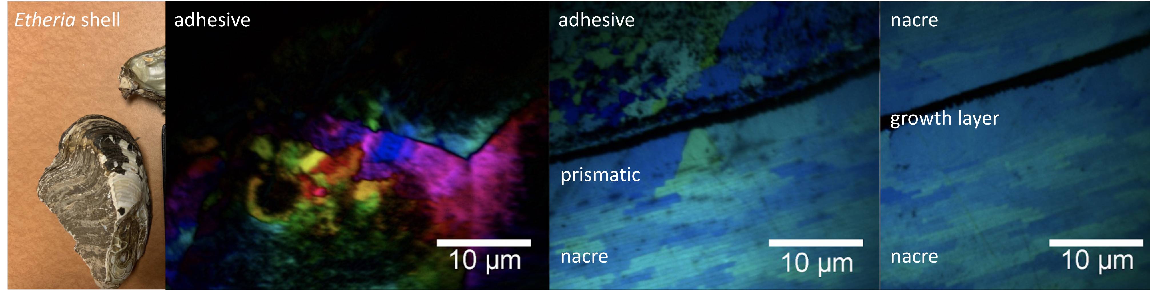 Images of Etheria shell.