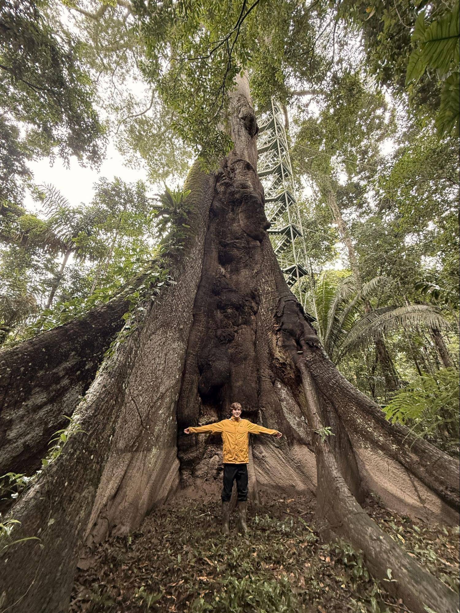 A rainforest tree towers over a student.