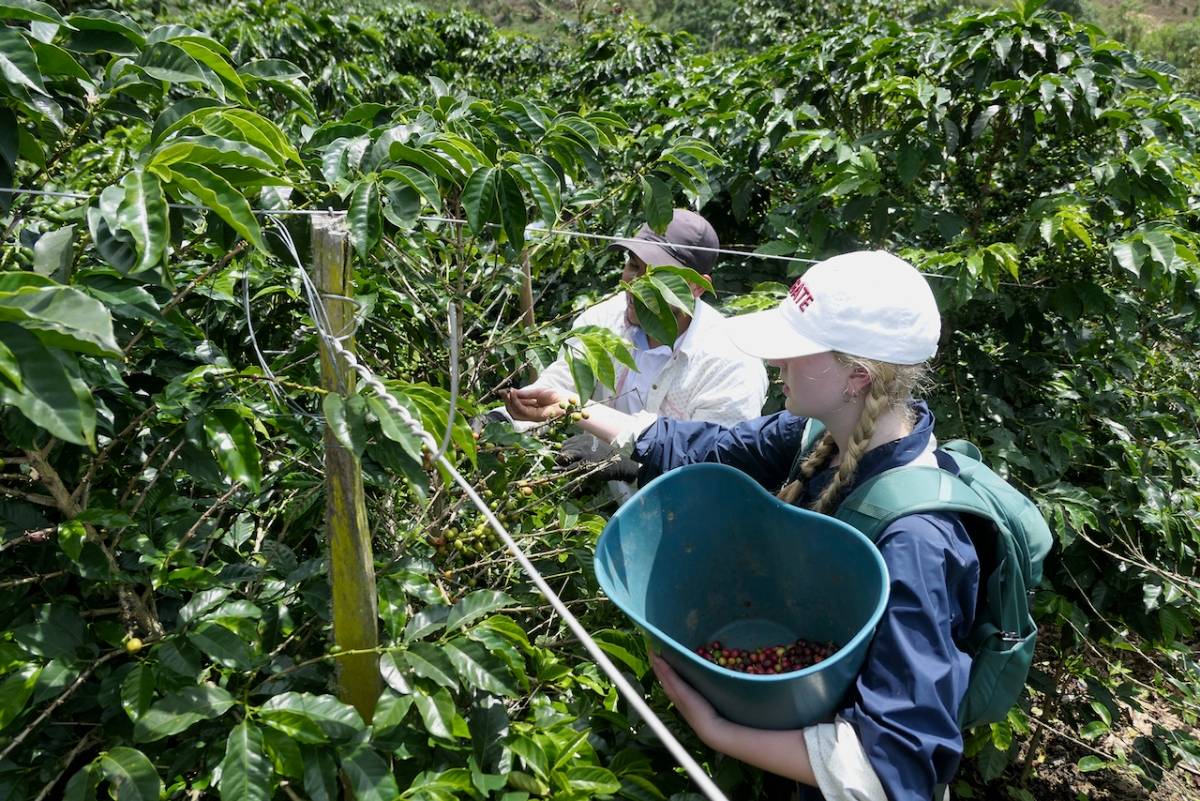 Geographer Julia Card ‘27 picking coffee in Huila, Colombia, Jan. 2025)