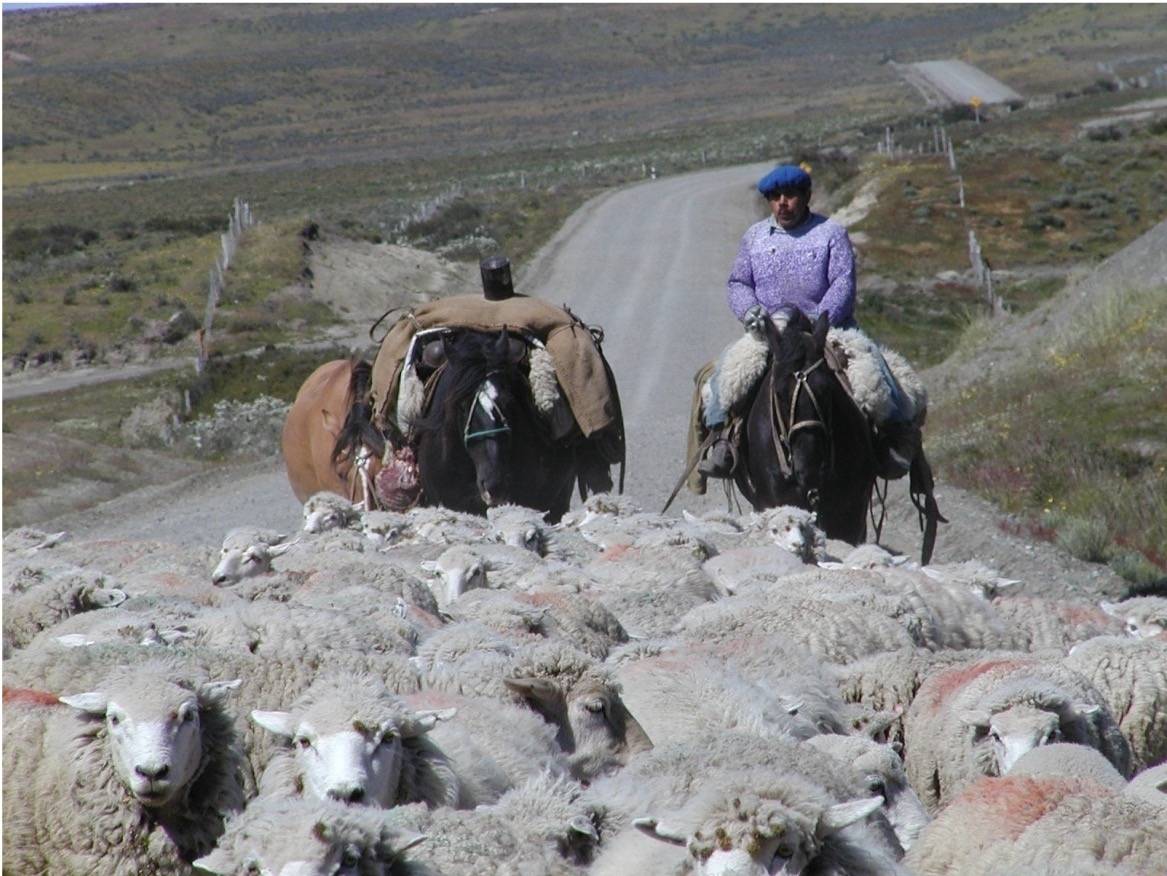 Gaucho moving sheep in Tierra del Fuego, Chile