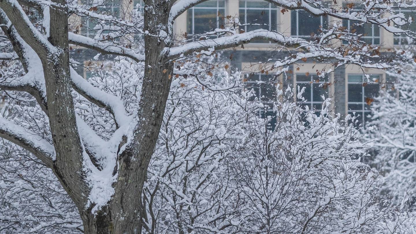 Snow on the trees.