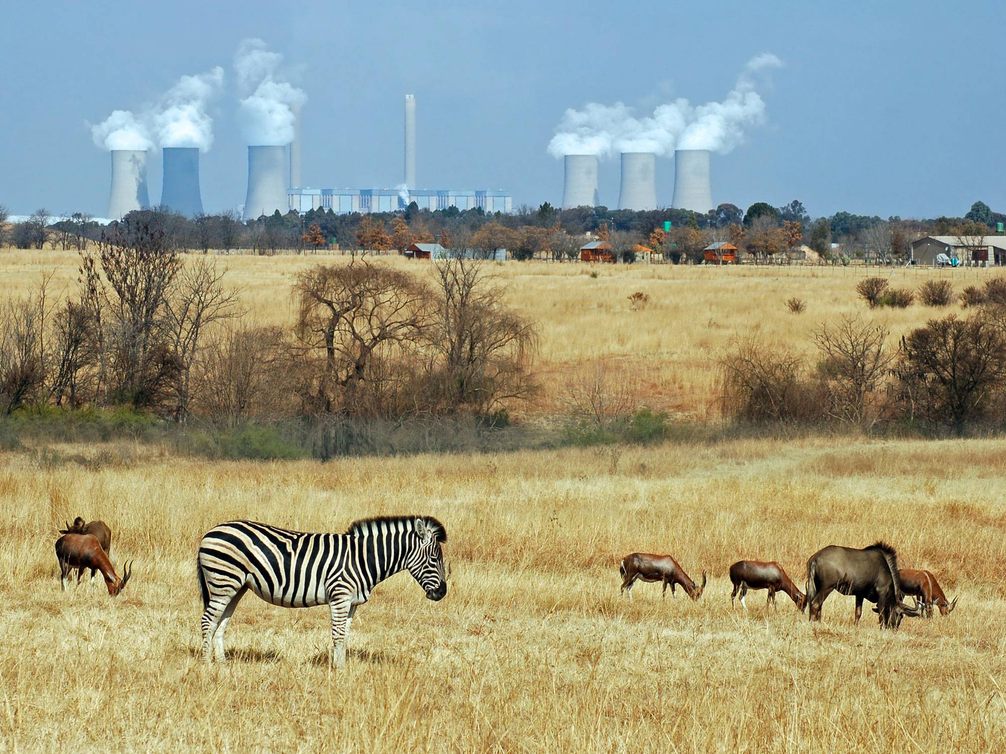 Coal Power station in Africa with wildlife in the area